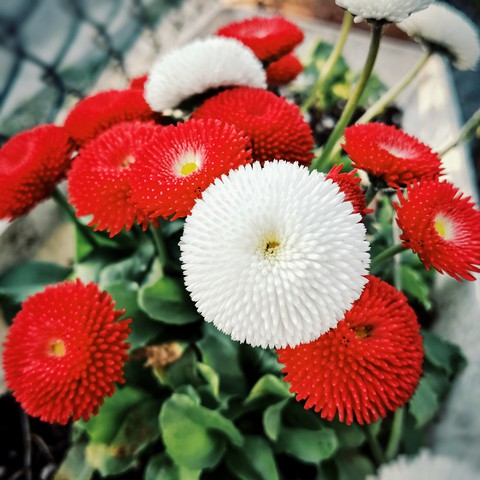 Bellis Perrenis