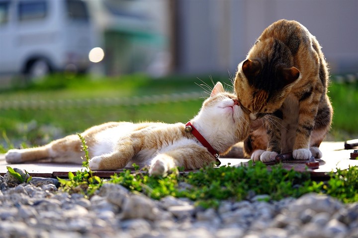 The Cat