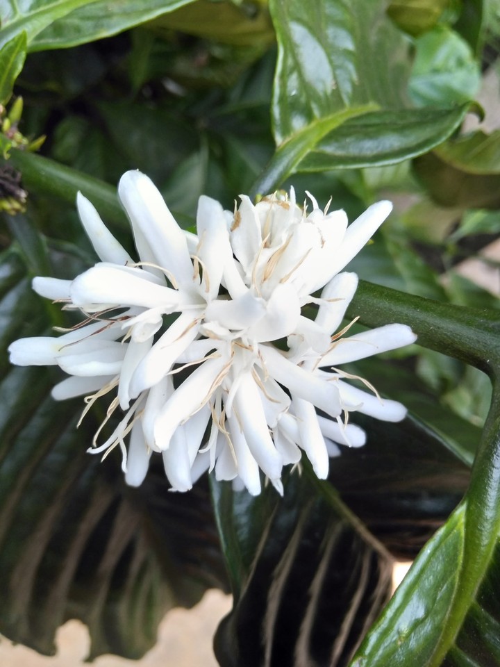 coffee flowers