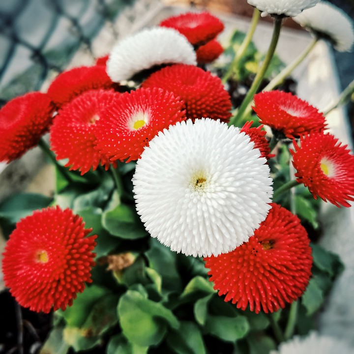 Bellis Perrenis