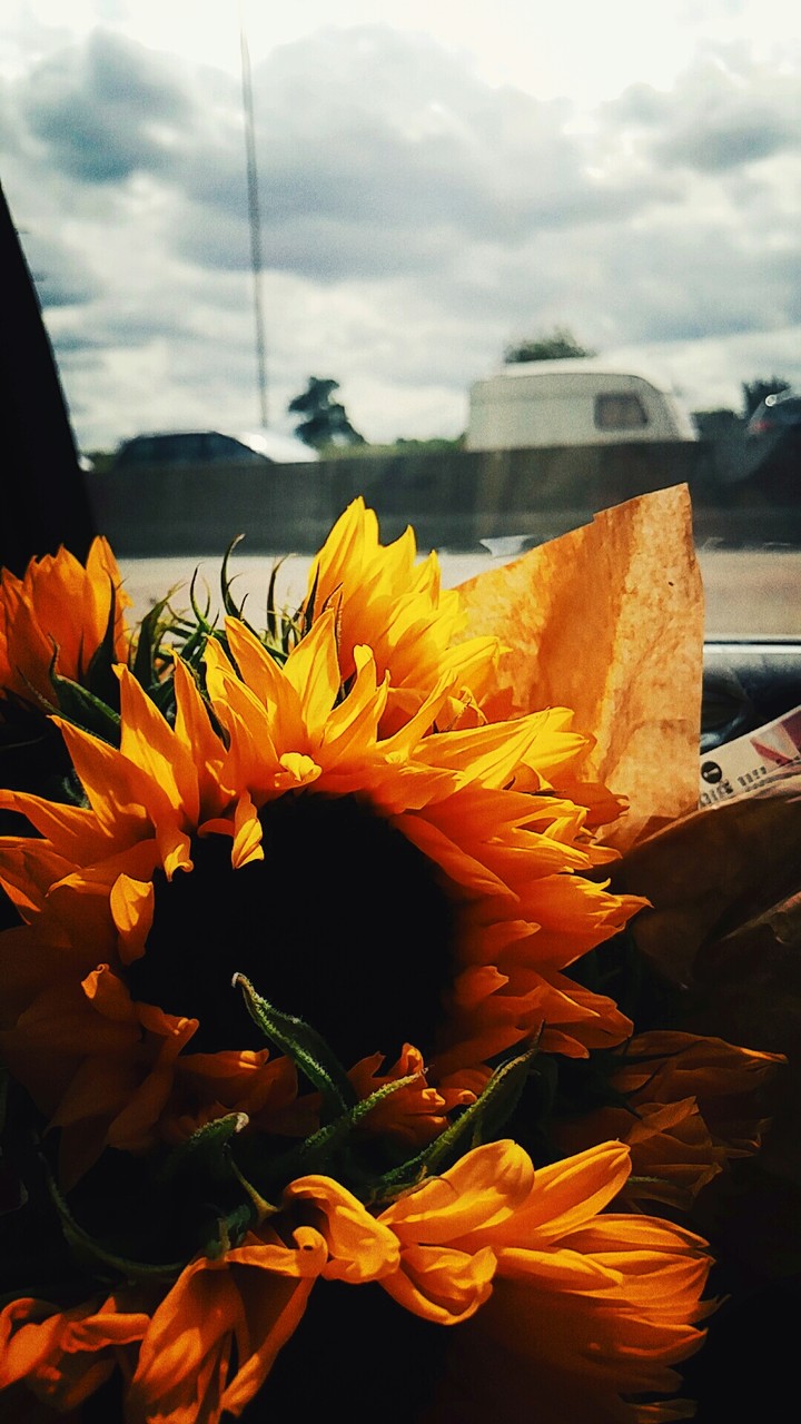 sunflower