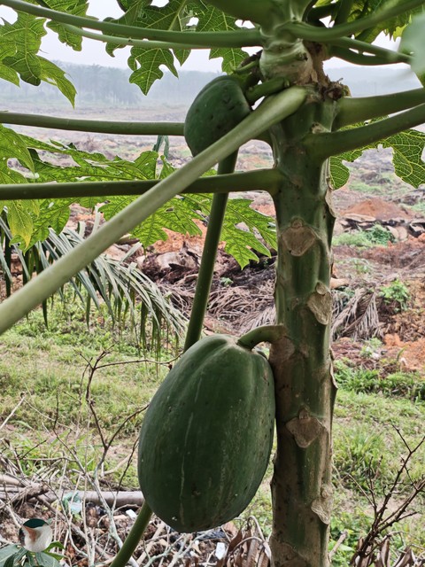 Misi_Papaya