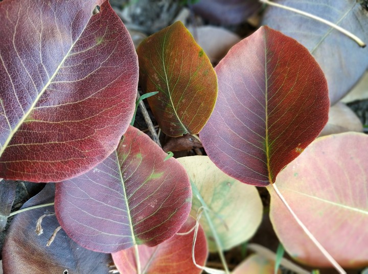 Autumn leafs