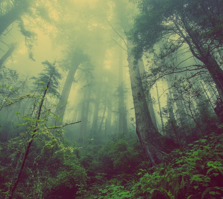 Forest