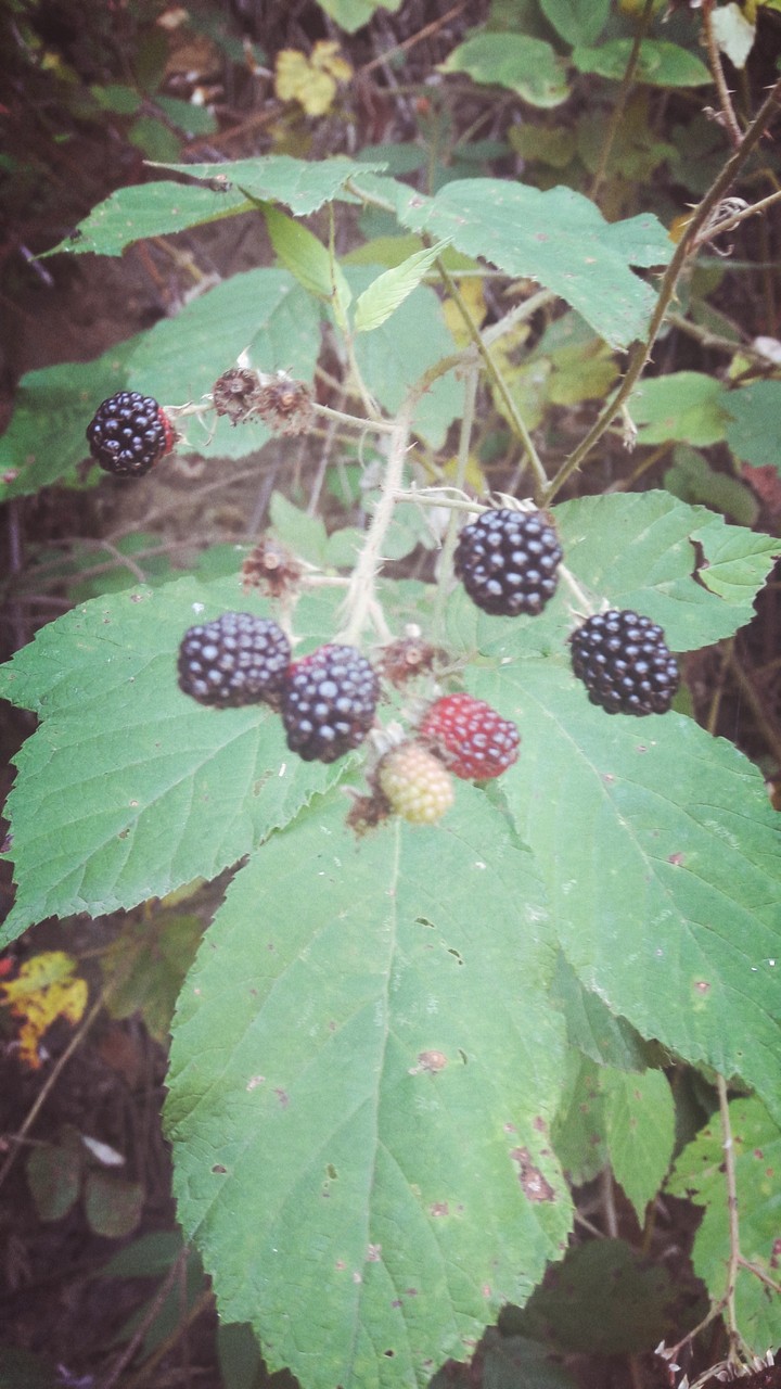 Raspberries