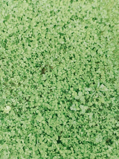 clover
