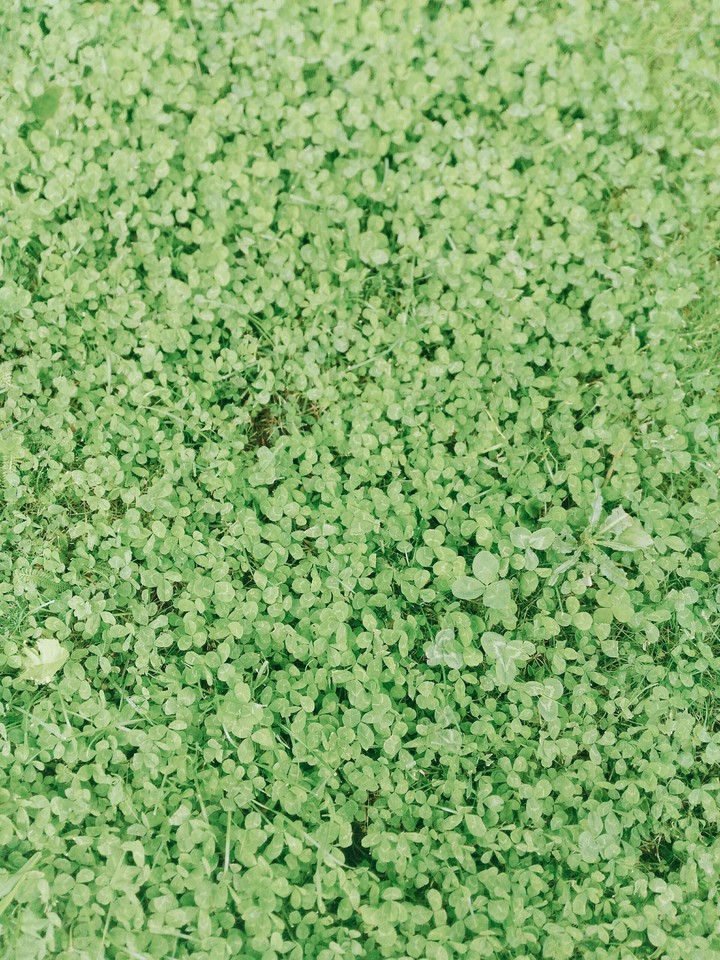 clover