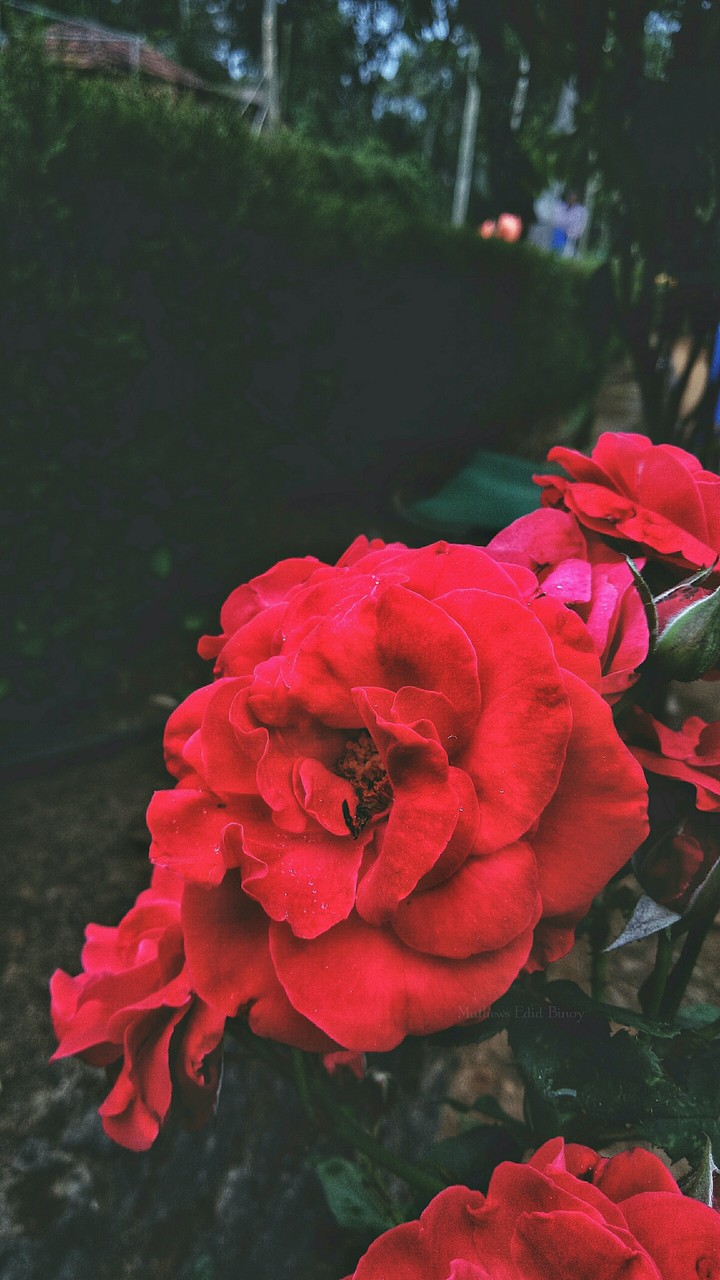 #rose #flower #love #red