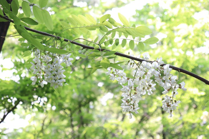 숲