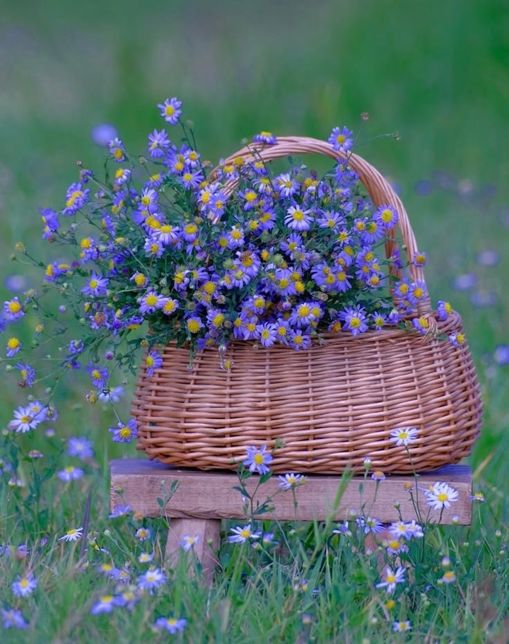 tapety wildflower, flower