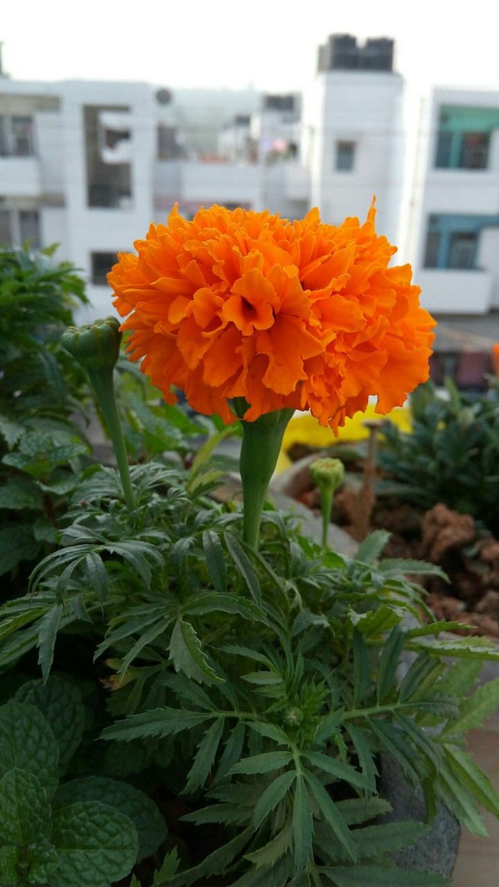 orange flower