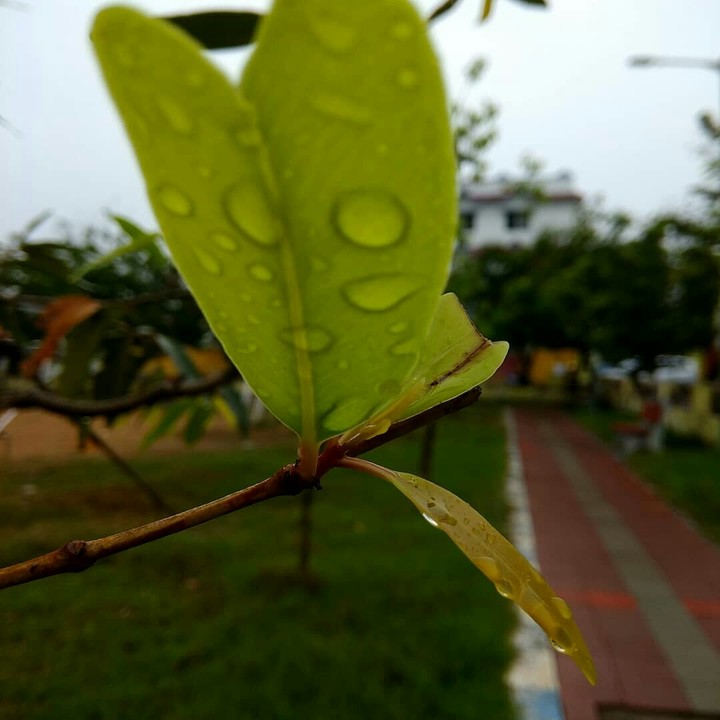 greenyy