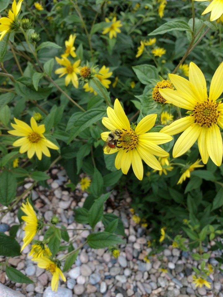 sunflowers