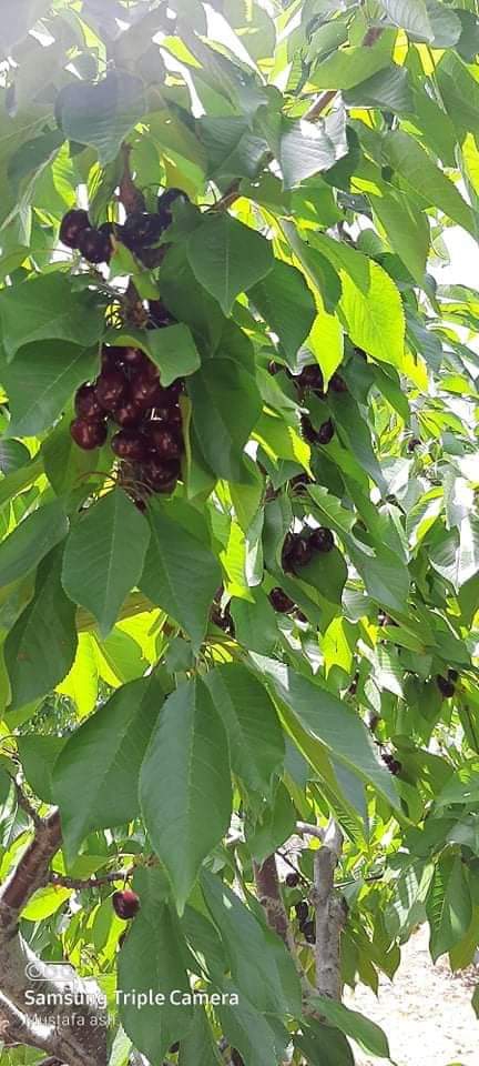cherry fruit