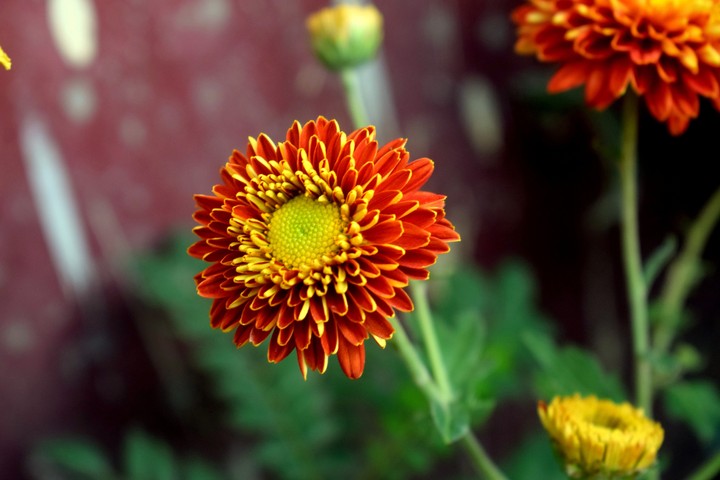 flower