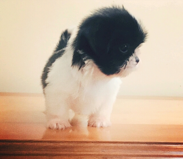 terrier shih tzu