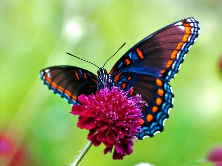 lovely butterfly