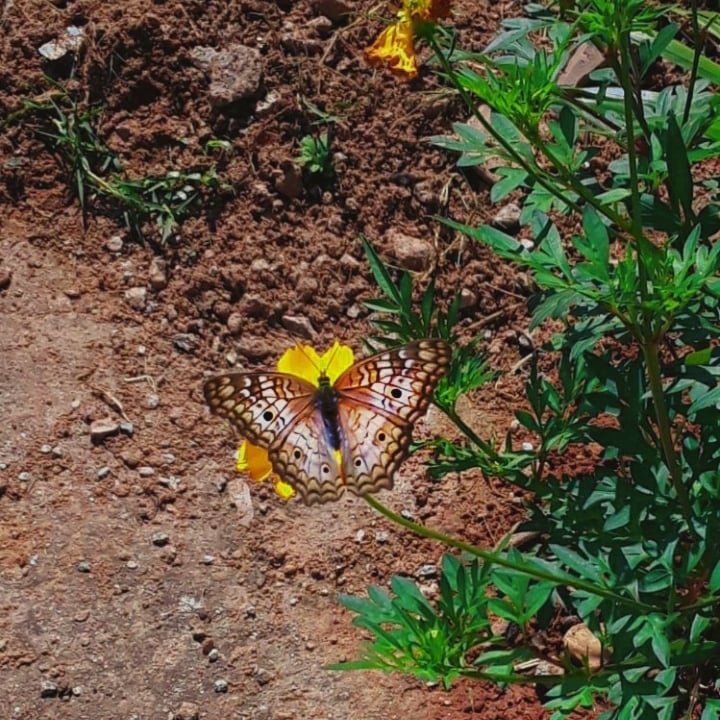 butterfly