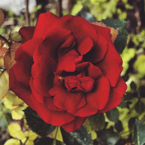 rose