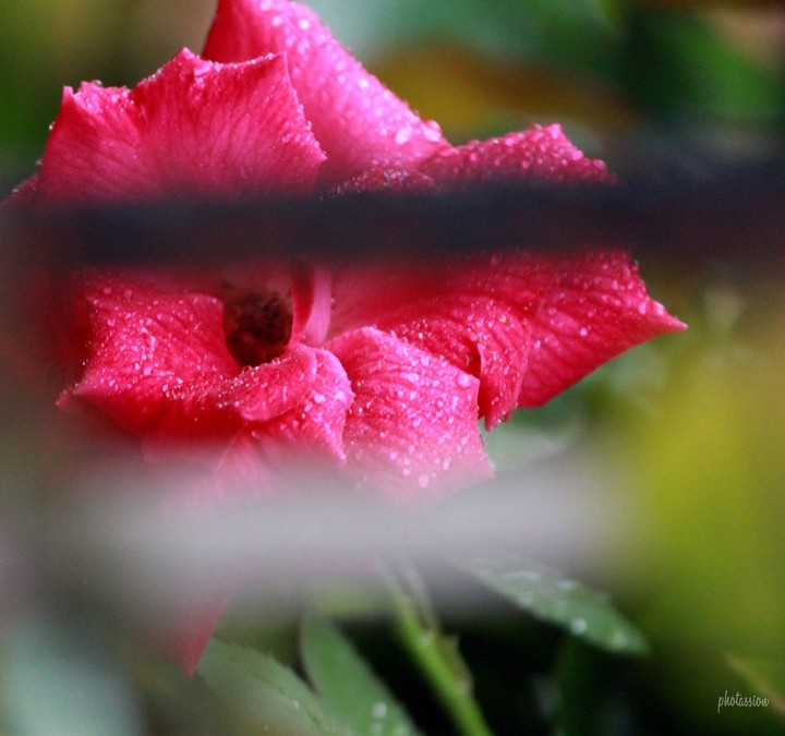 blooming flower