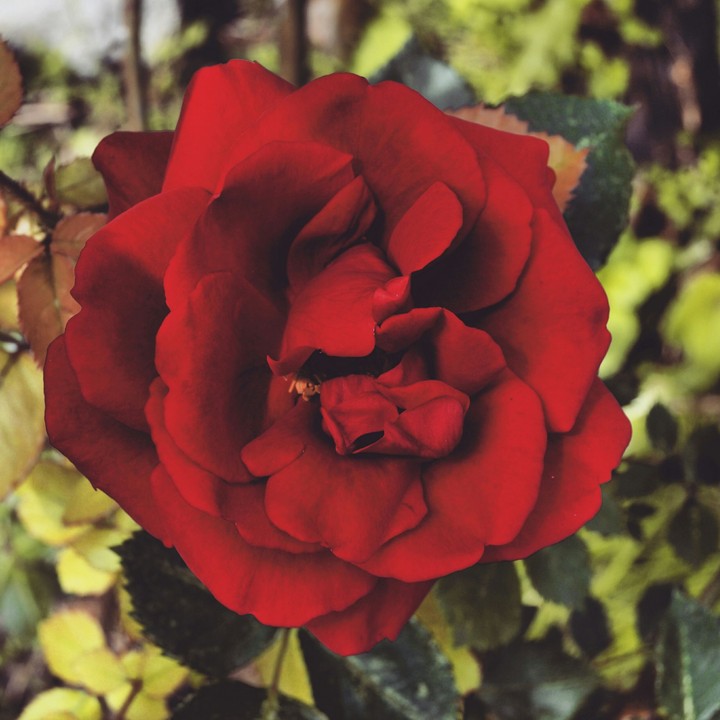 rose