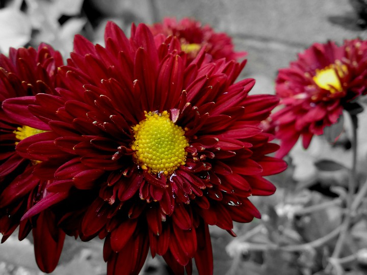 Red flower
