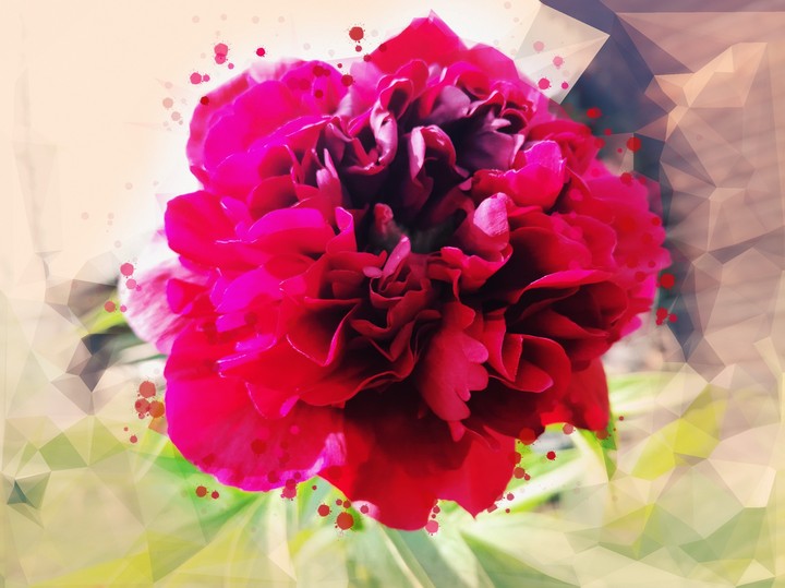 Bright peony