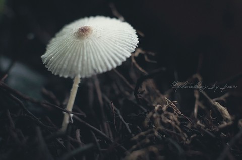 The Uninvited