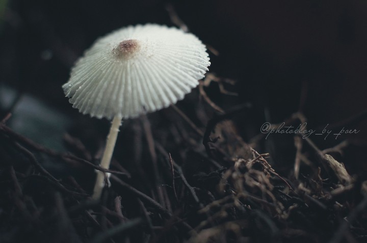The Uninvited