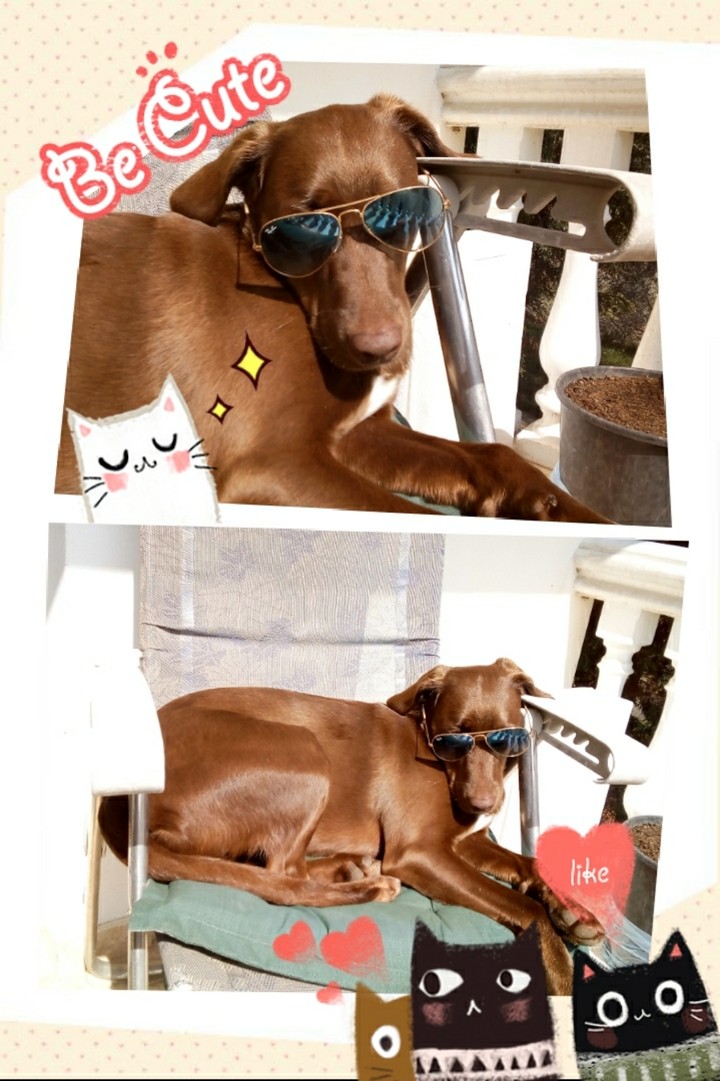 Maya sunbathing :-D