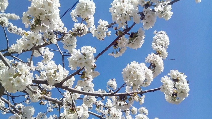 cherry blossom