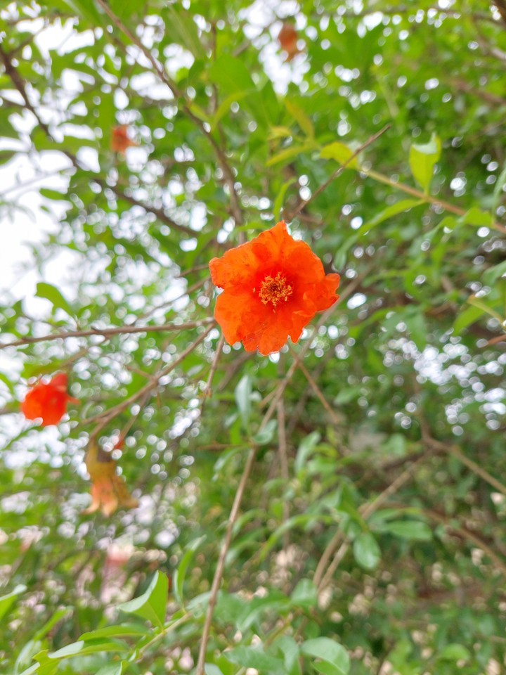 flower