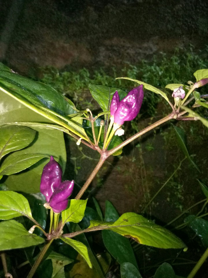 chillies