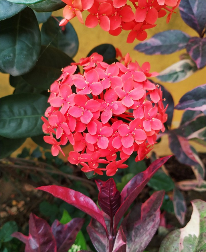 Morning blooms
