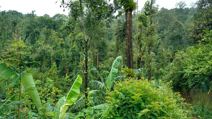 Lost in green