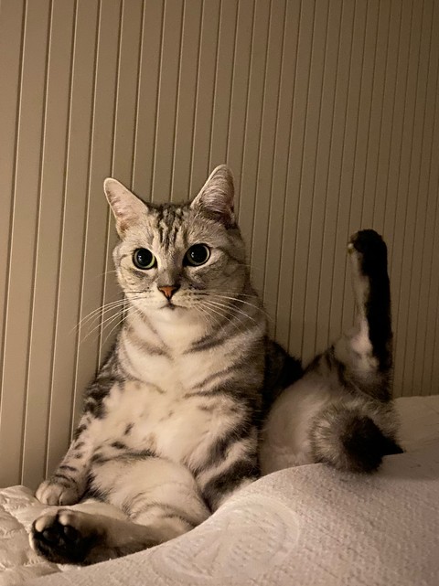 cat, felidae壁紙