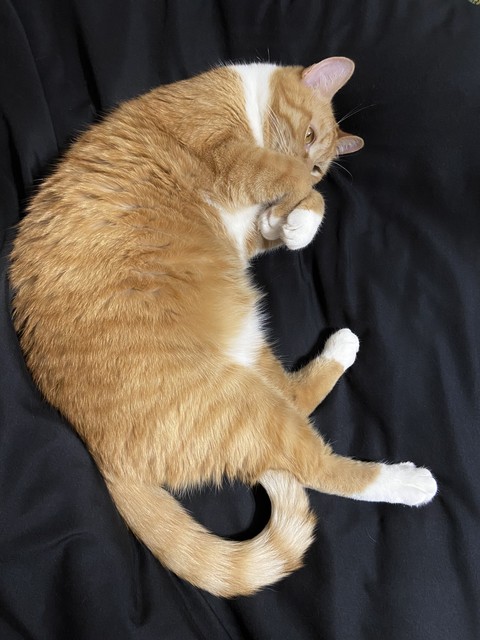 tapety cat, Tail