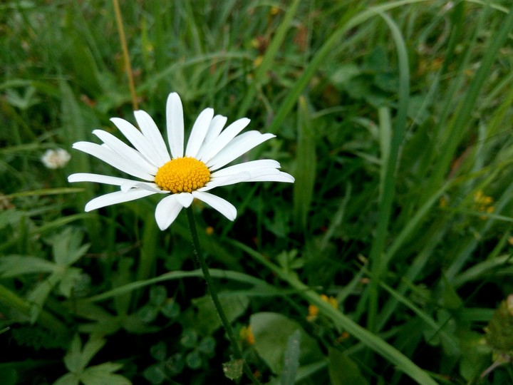daisy