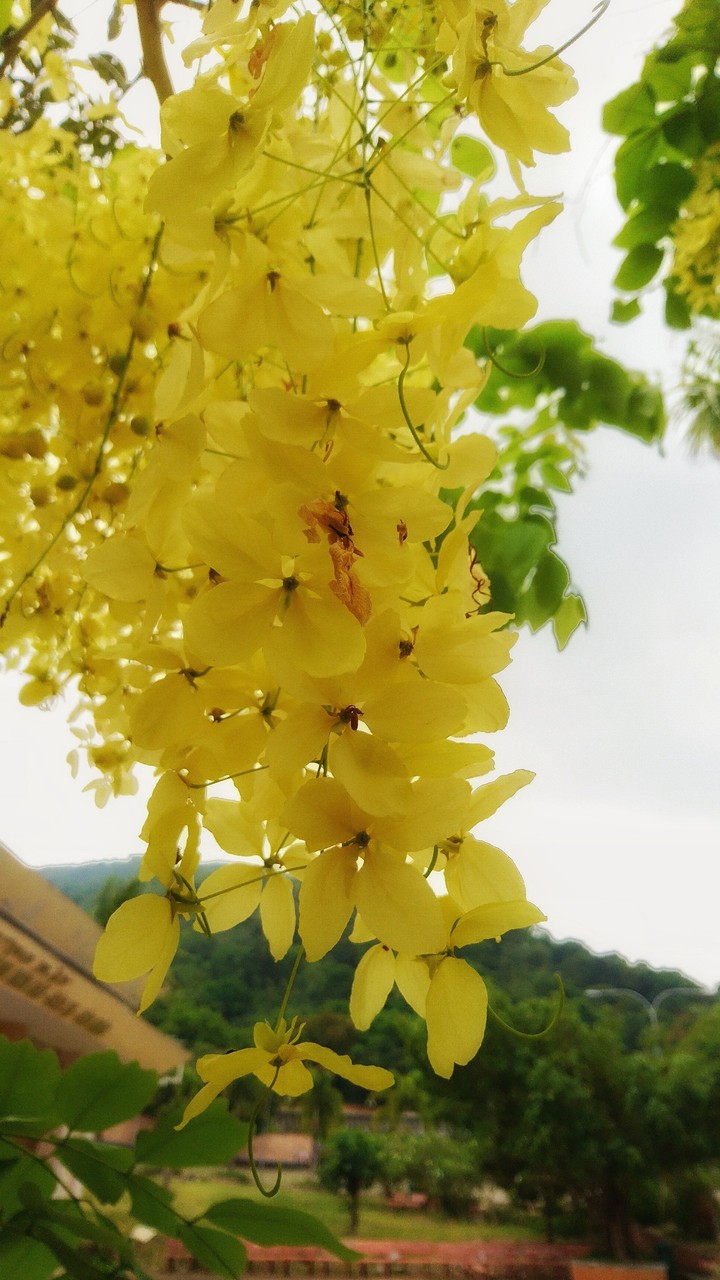hoa hoàng hậu