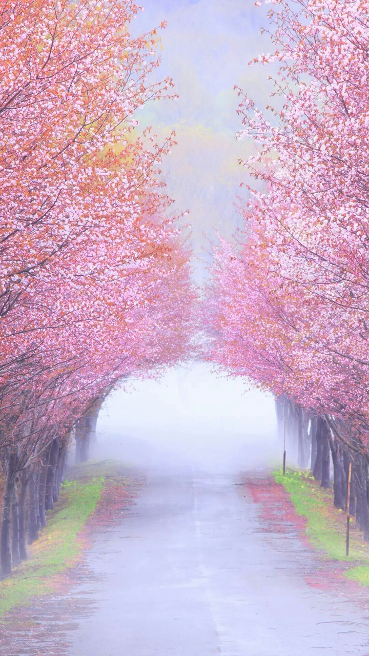 awesome blossom