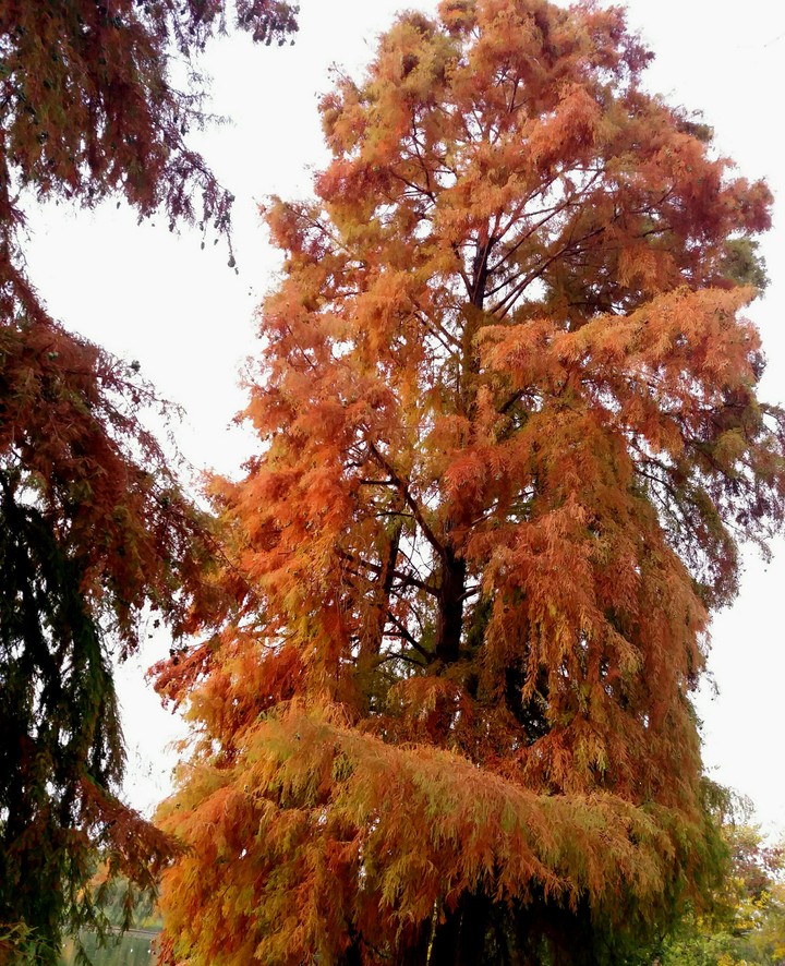 the color of autumn