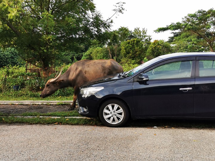 cow & car