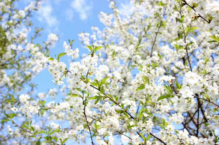 Blossom