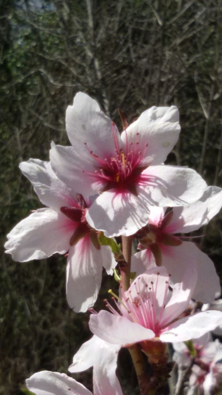Almond tree