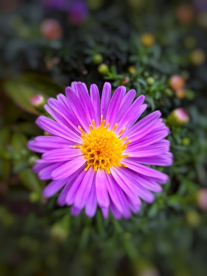 Autumn Flowers made by ?