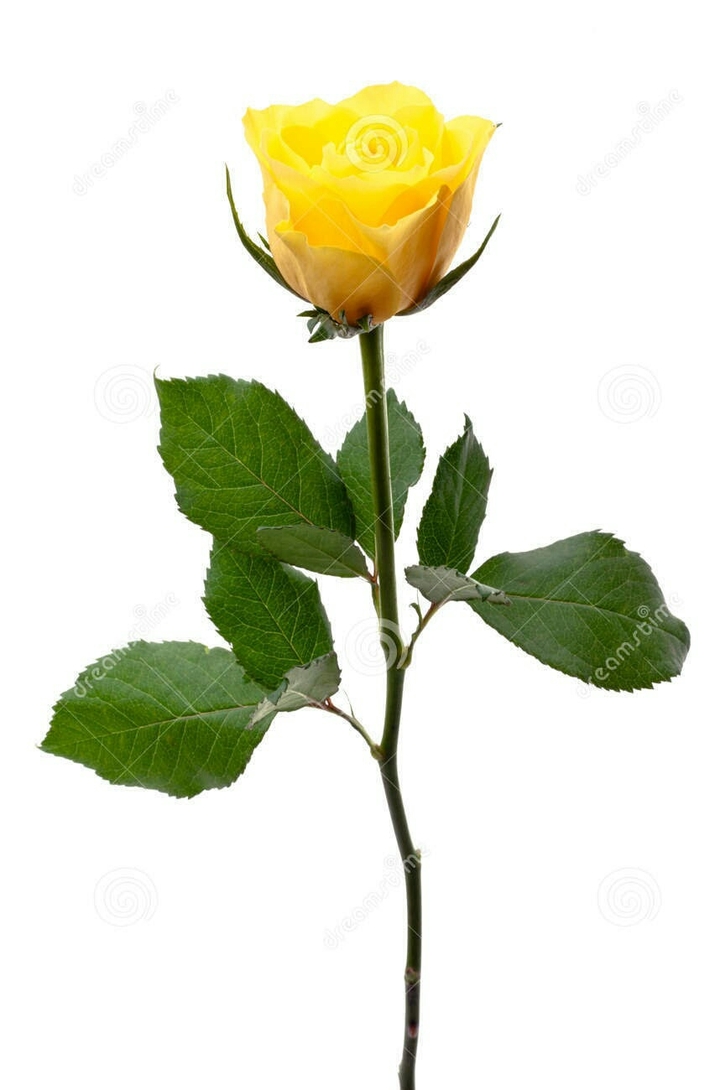 yellow flower