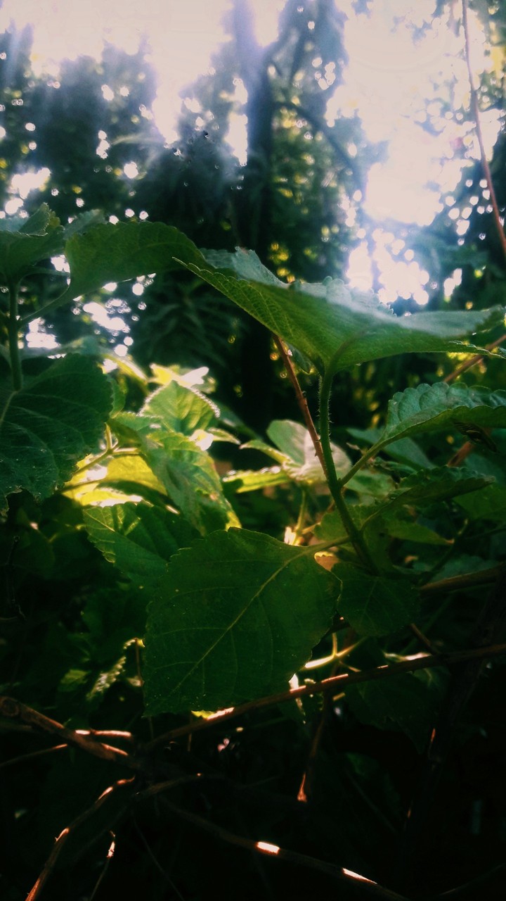 sunshine