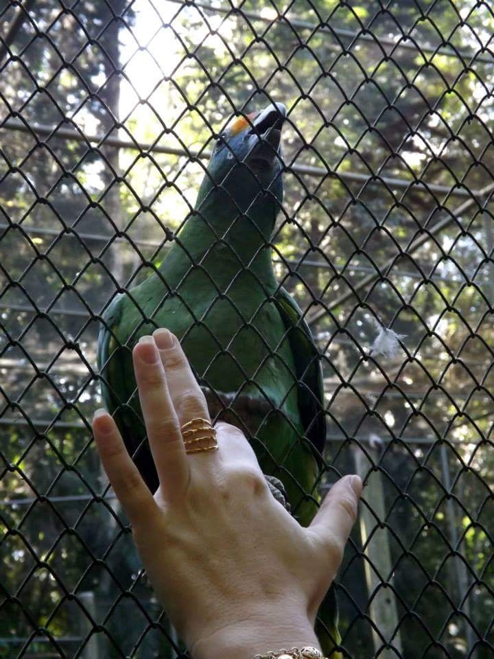 Em Santa Teresa - ES, Brasil