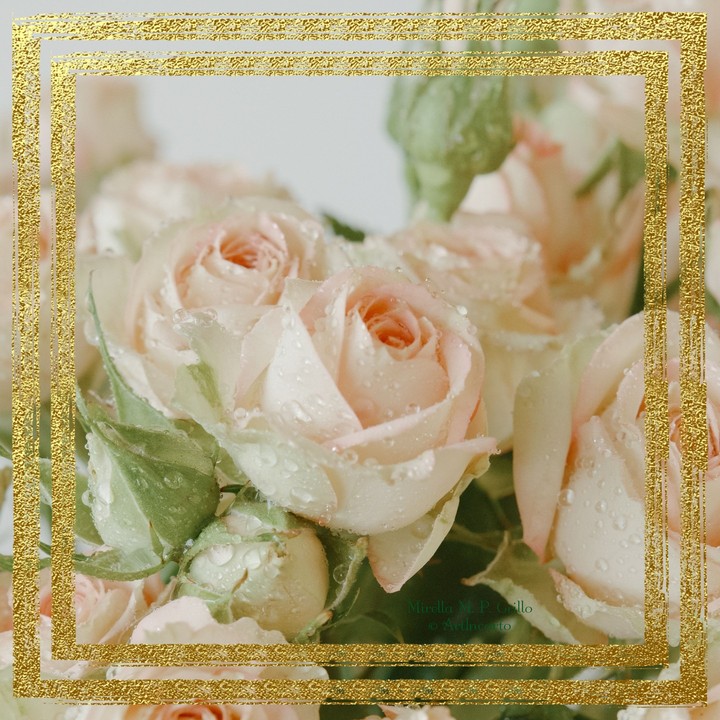 Rose bianco rosa