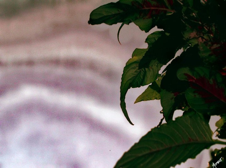 leaf